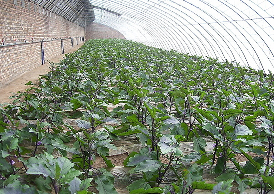 青岛胶南蔬菜种植基地（砖墙体冬暖日光温室）