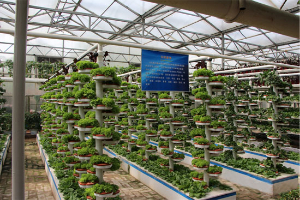温室蔬菜大棚种植：施肥要注意速效