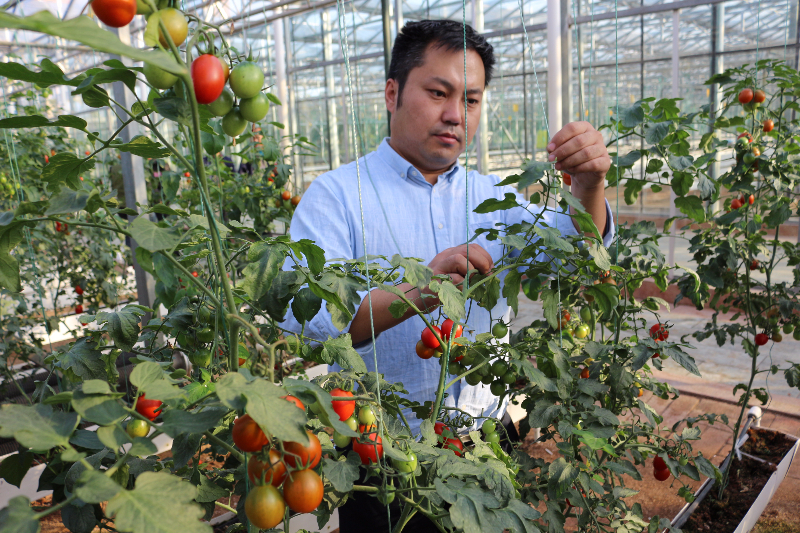 智能温室内的无土栽培西红柿